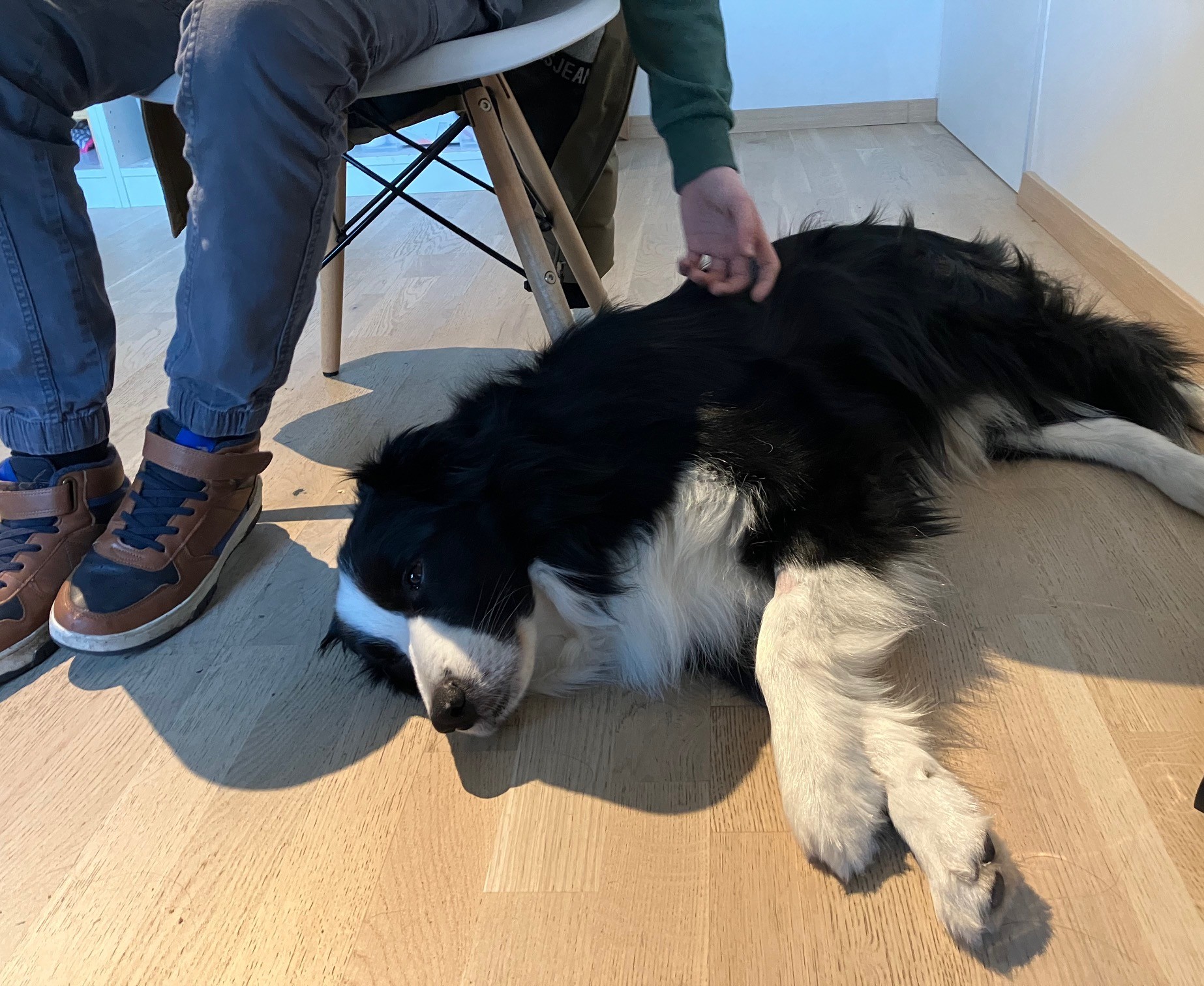 Therapiehond Fidel bij een kind tijdens een coachingsessie